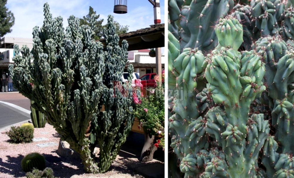 Cereus hildmannianus ‘Monstrose’