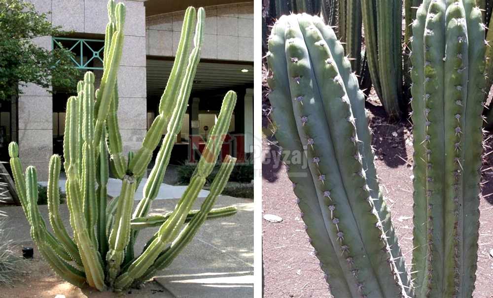 Cereus peruviana