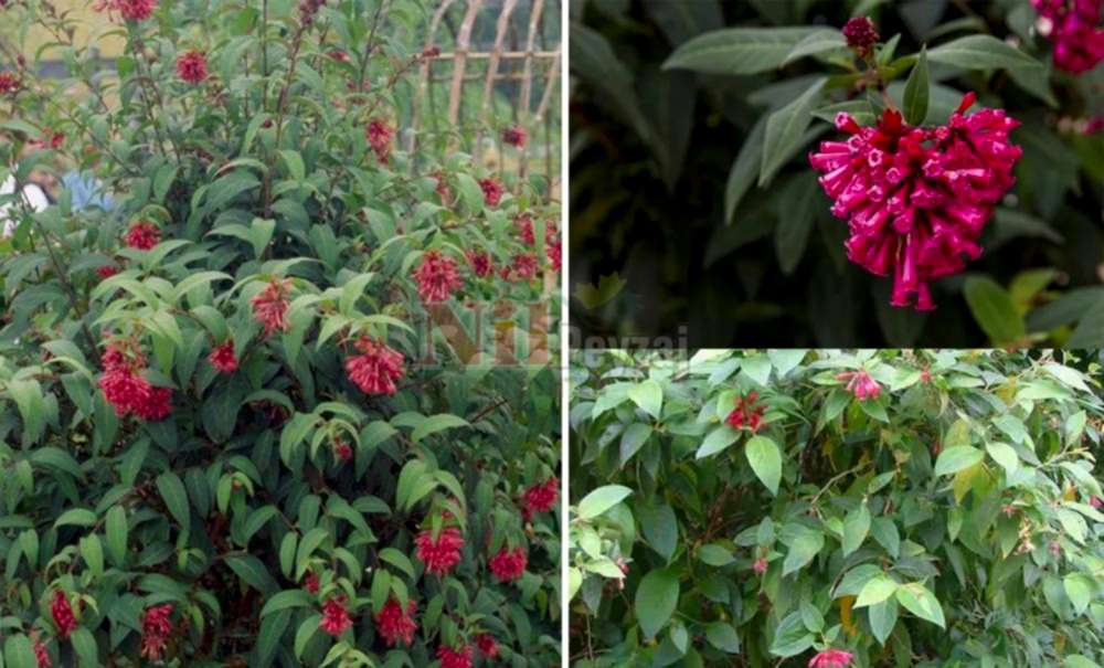 Cestrum elegans/Pembe Çiçekli Melisa