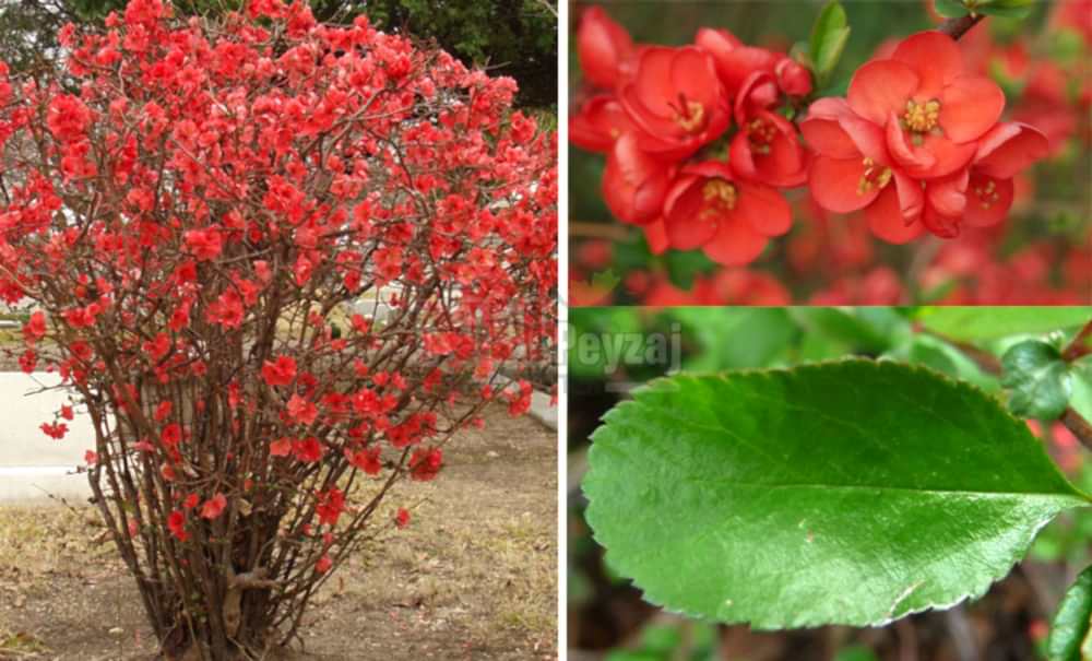 Chaenomeles japonica/Bahar Dalı