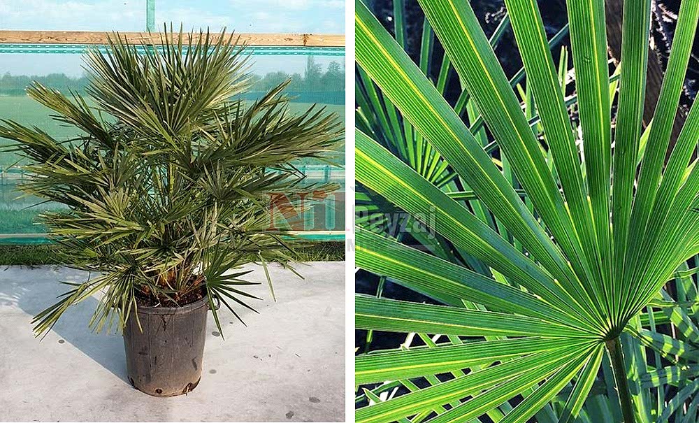 Chamaerops humilis/Bodur Akdeniz Palmiyesi