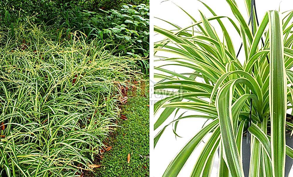 Chlorophytum comosum Variegeta/Alacalı Kurdele Çiçeği