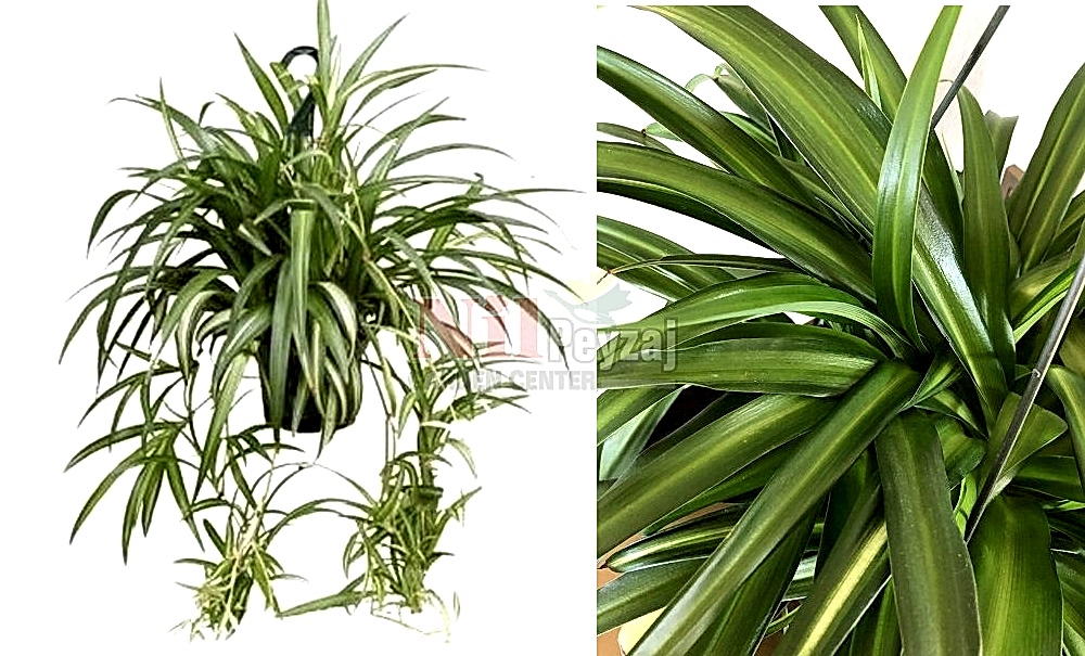 Chlorophytum comosum/Kurdele Çiçeği