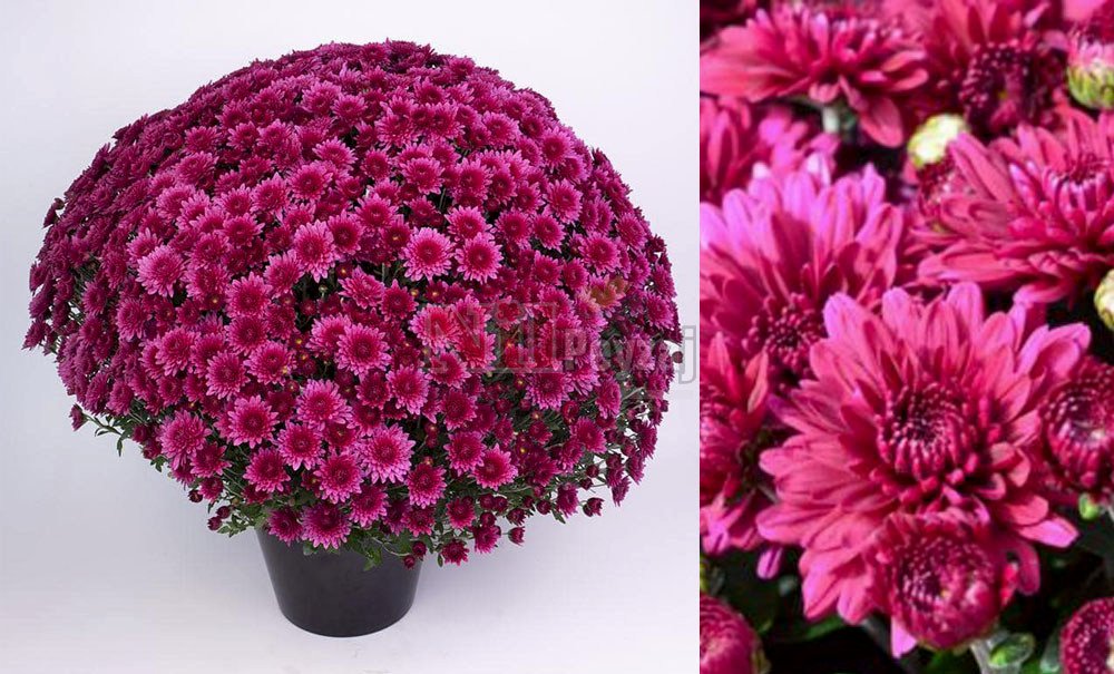 Chrysanthemum mutiflora/Kasımpatı-Purple