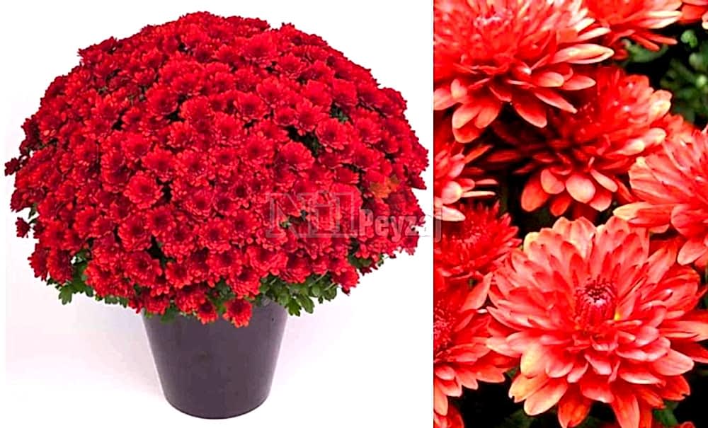 Chrysanthemum mutiflora/Kasımpatı-Red