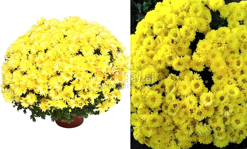 Chrysanthemum mutiflora/Kasımpatı-Sarı