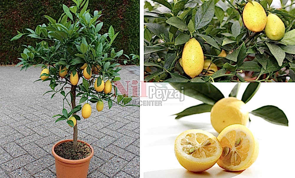 Citrus aurantifolia x fortunella/Limequat