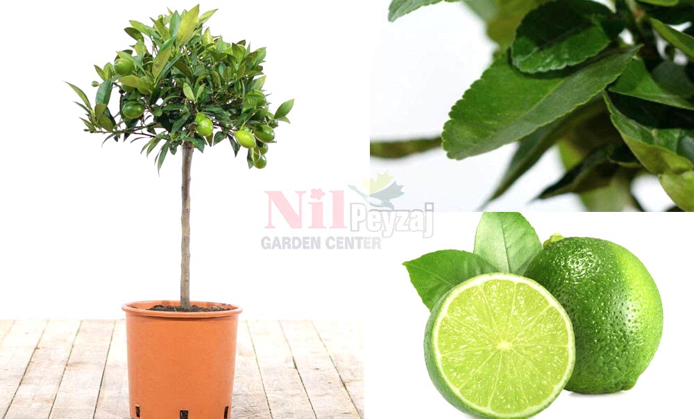 Citrus aurantifolia/Thornless Mexican Lime