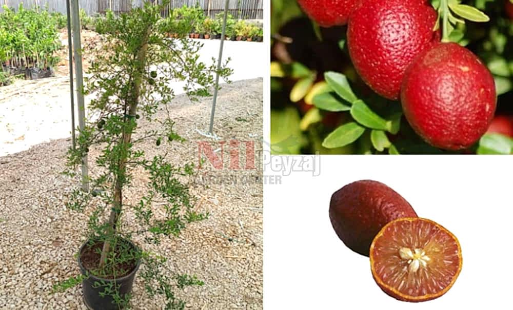 Citrus australasica var. sanguinea/Blood Lime, Kanlı Limon