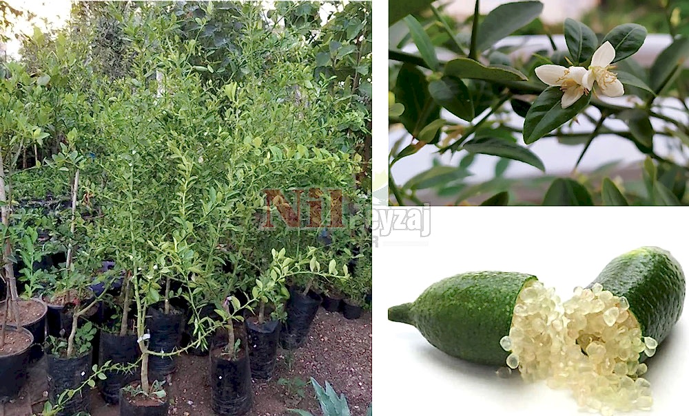 Citrus australasica/Finger Lime, Parmak Limon