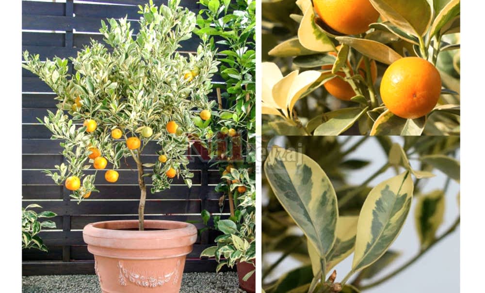 Citrus fortunella ‘Margarita’ variegata/Kumkuat Alacalı