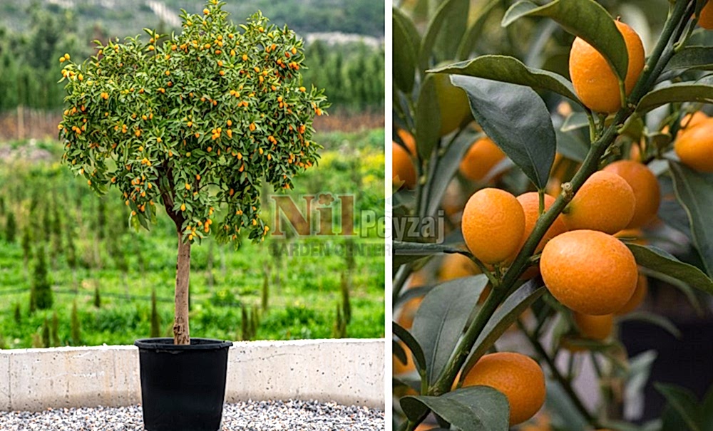 Citrus fortunella ‘Margarita’/Kumkuat