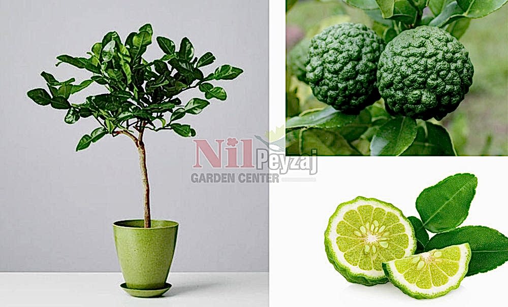 Citrus hystrix/Kaffir Lime, Kafir Limon