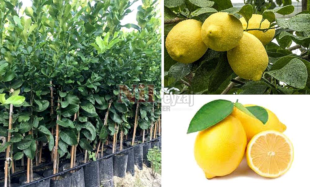 Citrus lemon/Limon Zagara Bianca