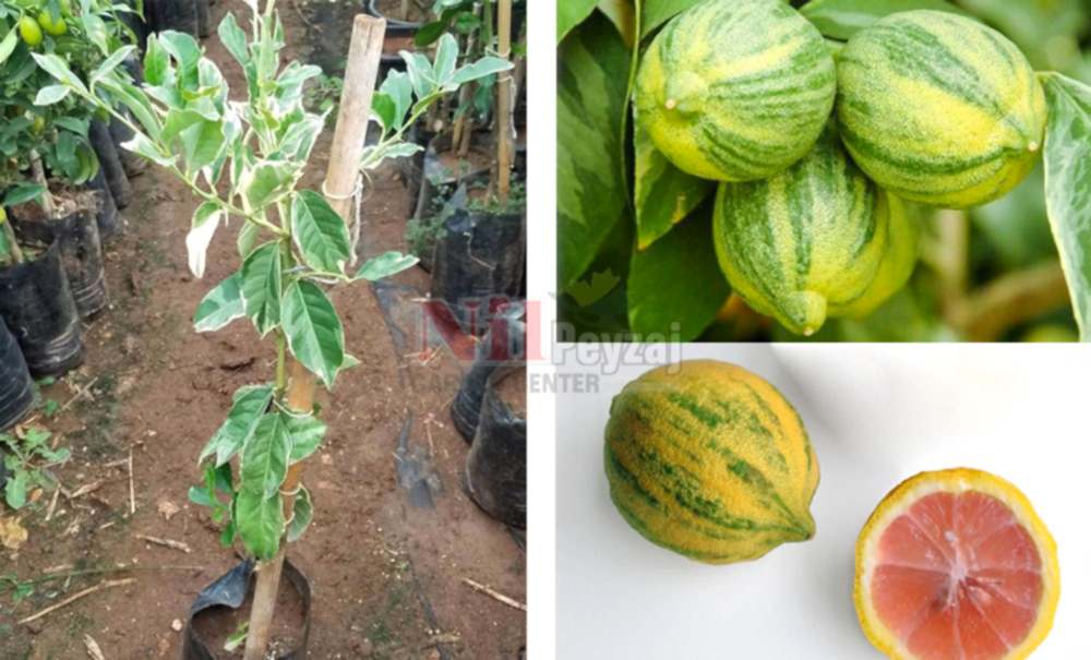 Citrus lemon variegata/Alacalı Limon