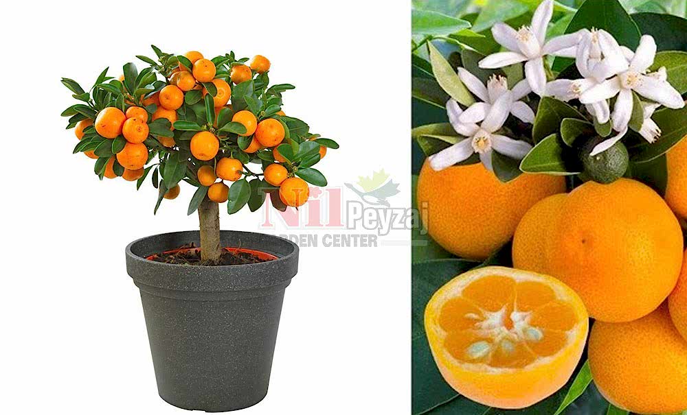 Citrus madurensis/Kalamondin, Süs Mandalinası