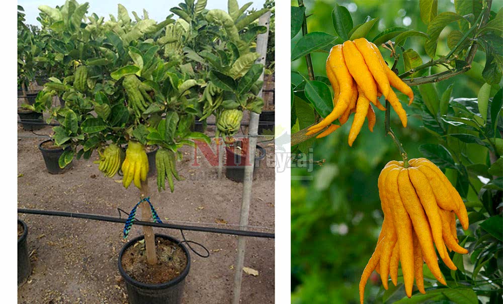 Citrus medica var. sarcodactylis/Buda’nın Eli