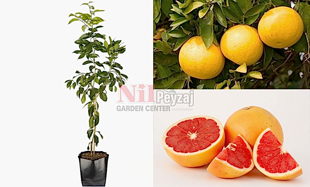 Citrus paradisi/Greyfurt