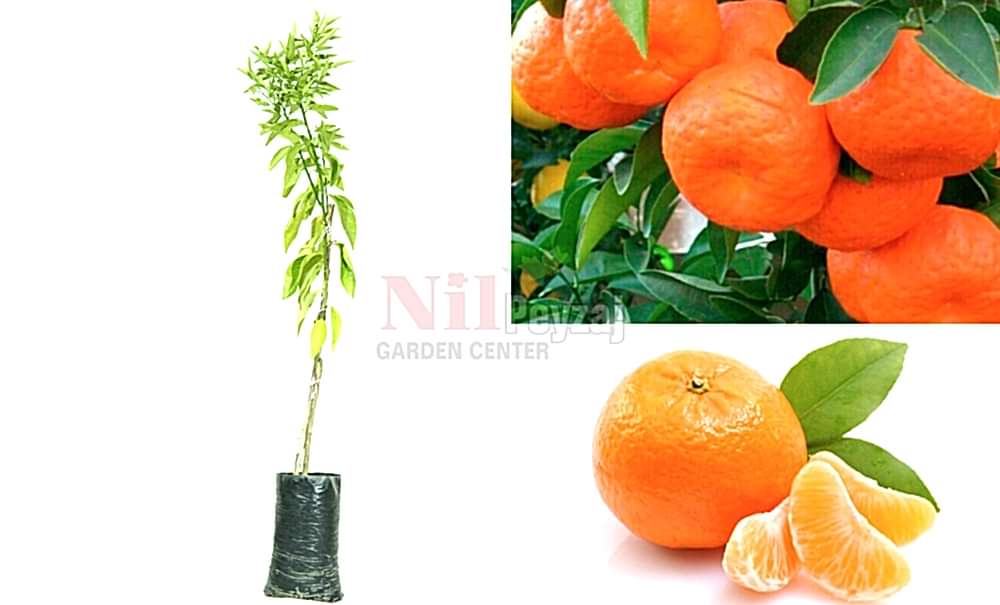 Citrus reticulata/Gramantin Mandalina