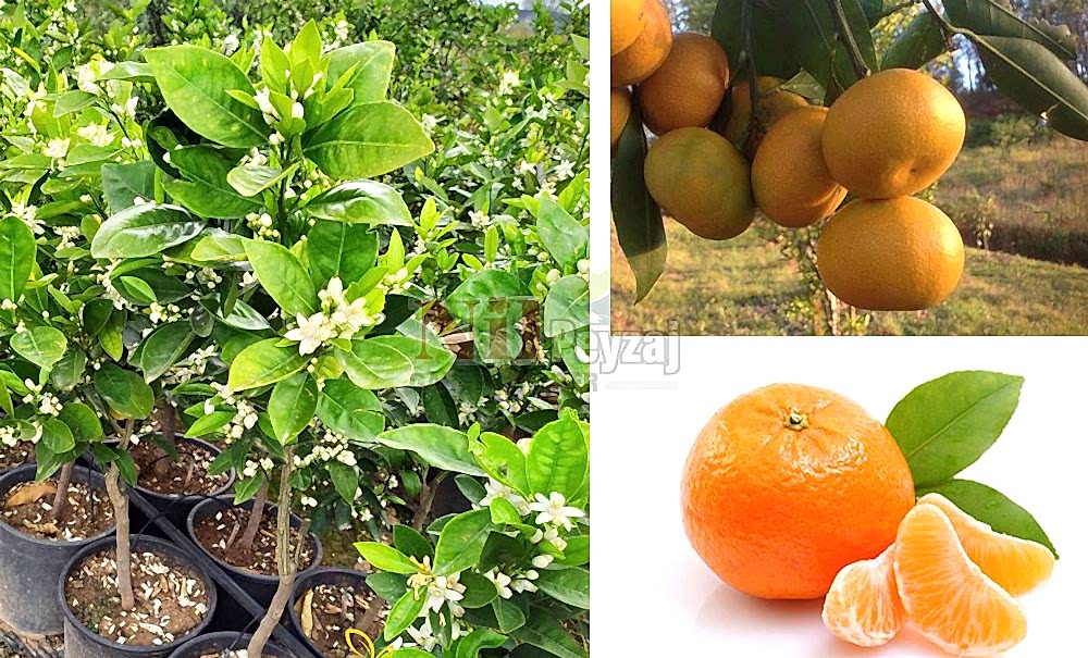 Citrus reticulata/Okitsu Mandalina