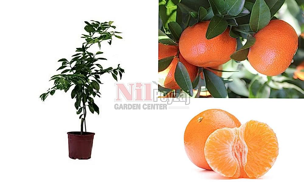 Citrus reticulata/Yerli Çekirdeksiz Mandalina