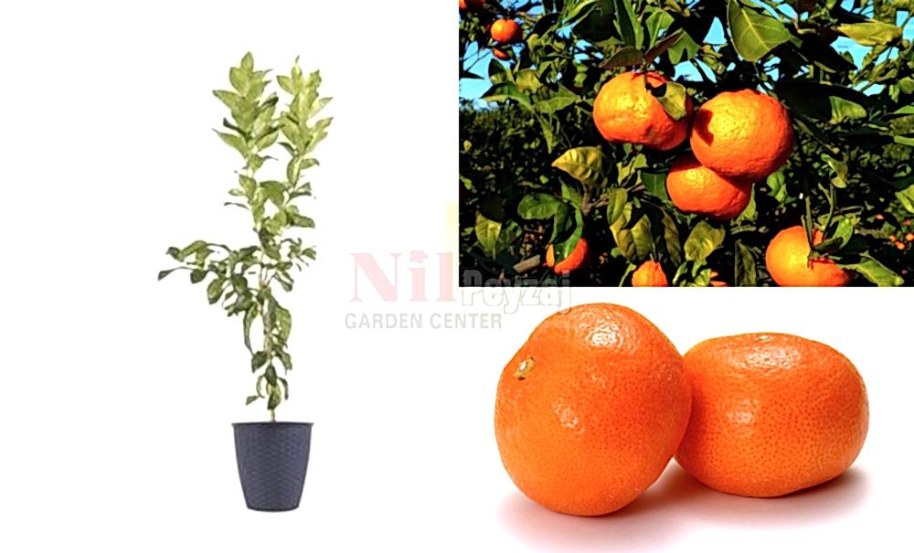 Citrus reticulata/Yerli Mandalina