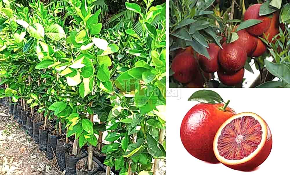 Citrus sinensis/Kanlı  Portakal