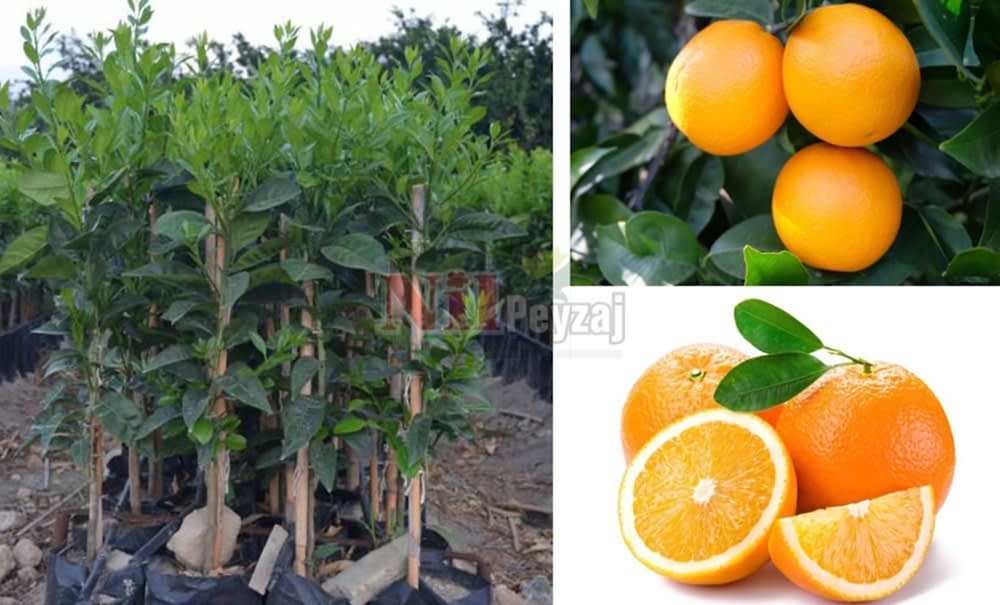 Citrus sinensis/Valensiya Portakal