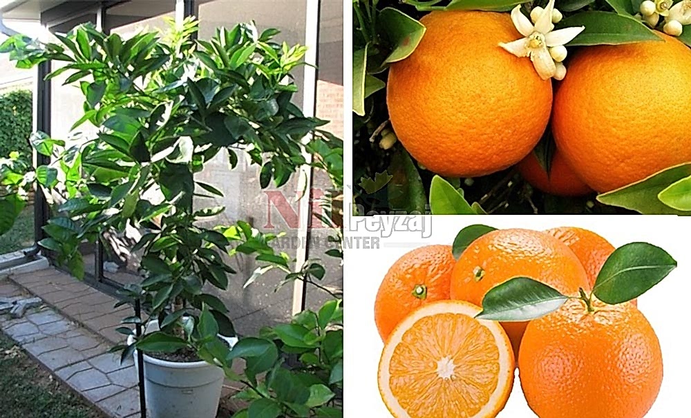 Citrus sinensis/Vaşington Portakal