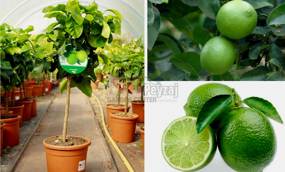 Citrus x latifolia/Tahiti Lime