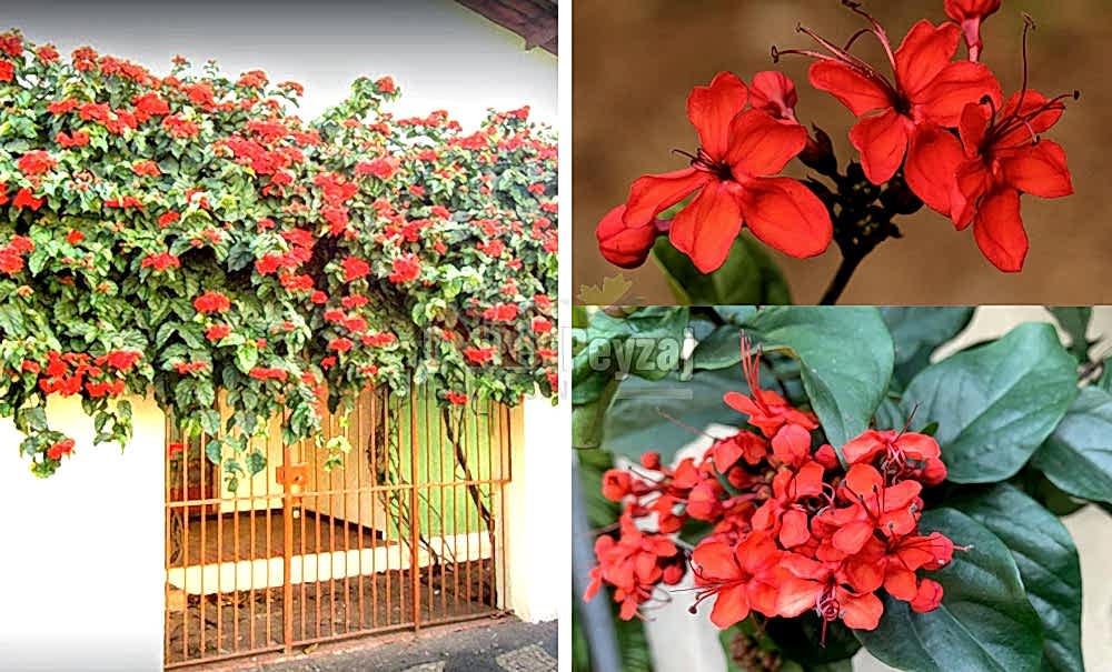 Clerodendrum splendens/Sarmaşık Kısmet Ağacı