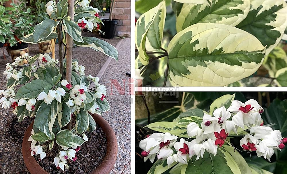 Clerodendrum thomsoniae verigata/Kanayan Kalpler Sarmaşığı