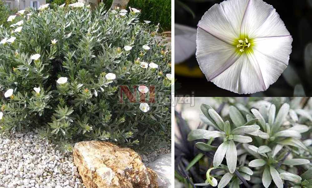 Convolvulus cneorum/Gümüş Çalı