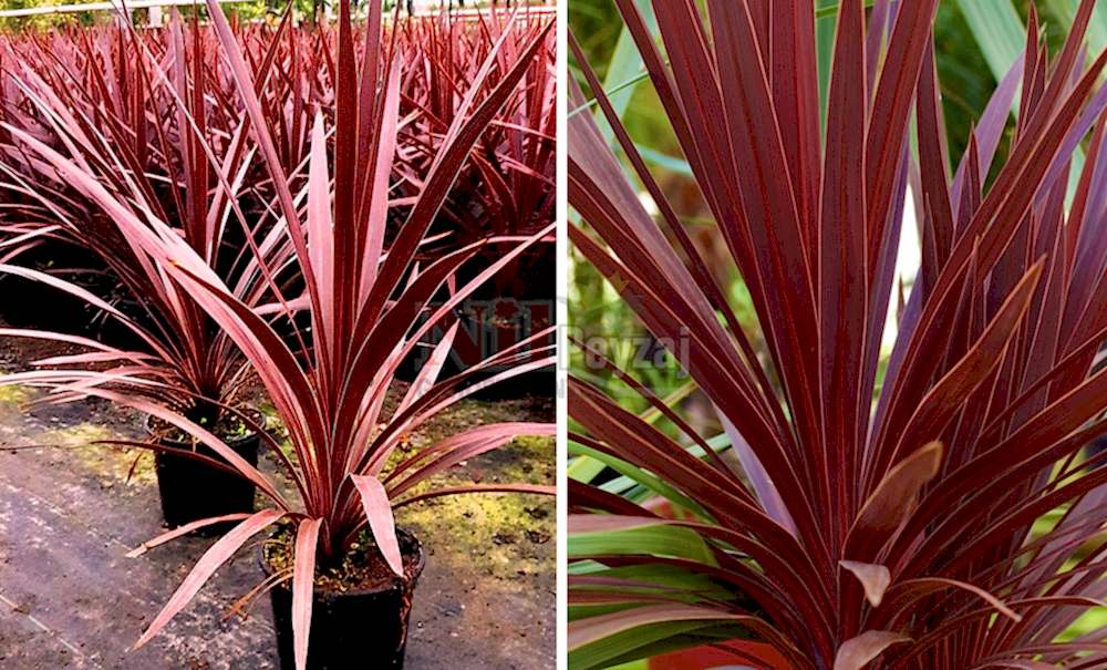 Cordyline australis’Red Star’/Kırmızı