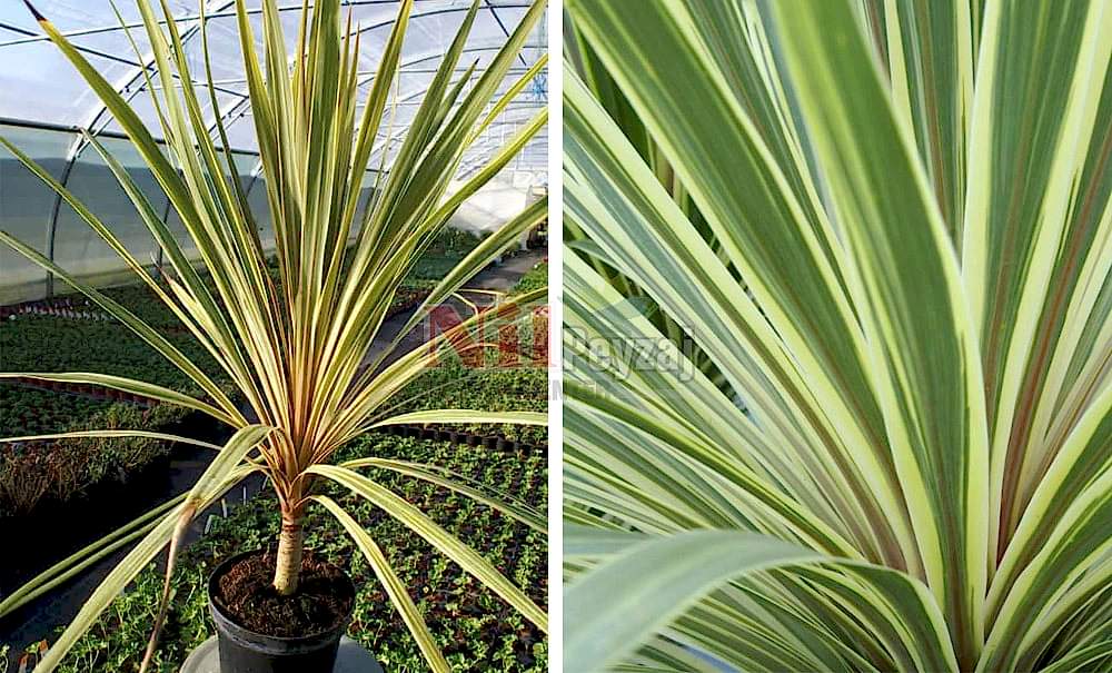 Cordyline australis’Torbay Dazzler’/Yeşil