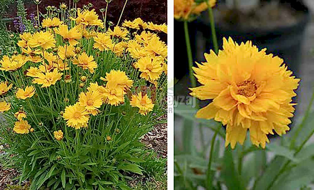 Coreopsis grandiflora/Kız Gözü