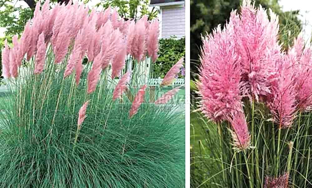 Cortaderia selloana ‘Rendatleri’/Pampas Otu-Pembe