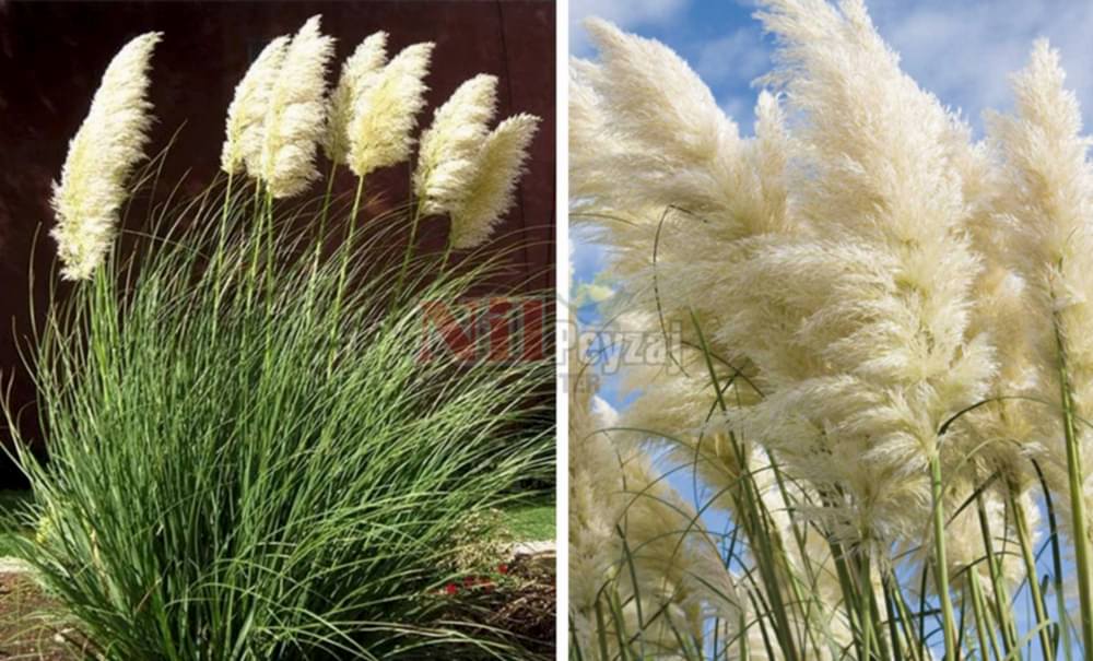 Cortaderia selloana/Pampas Otu