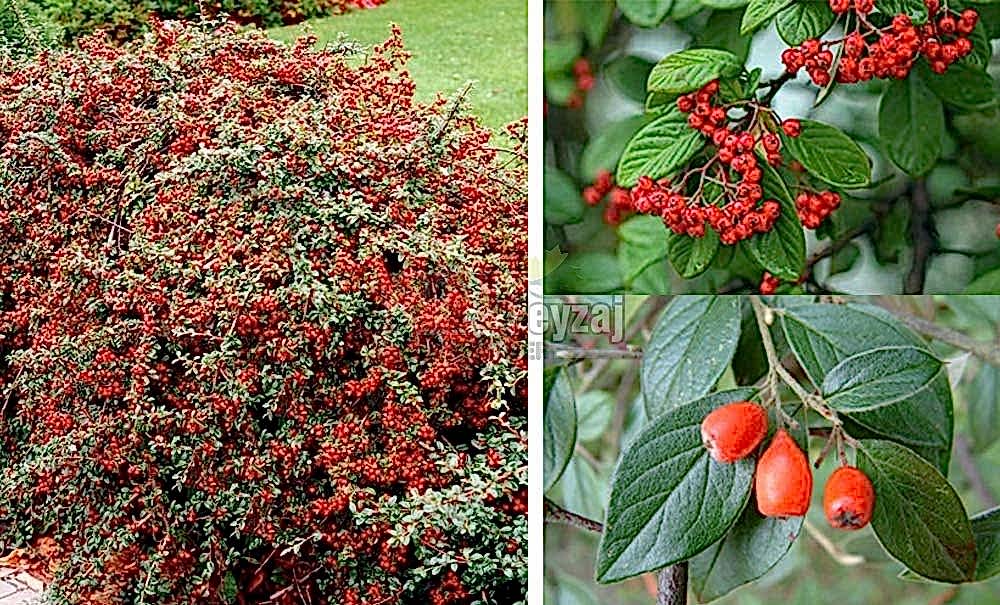 Cotoneaster franchetti/Dağ Muşmulası