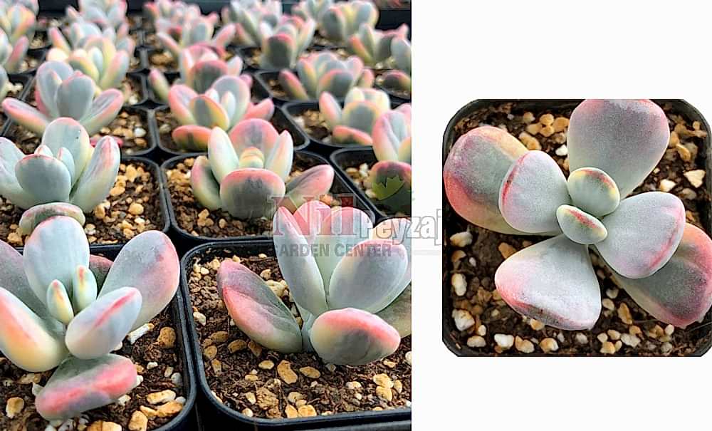 Cotyledon orbiculata/Domuz Kulağı