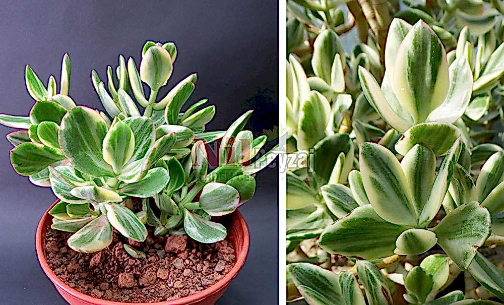 Crassula ovata variegata/Alacalı Para Bitkisi