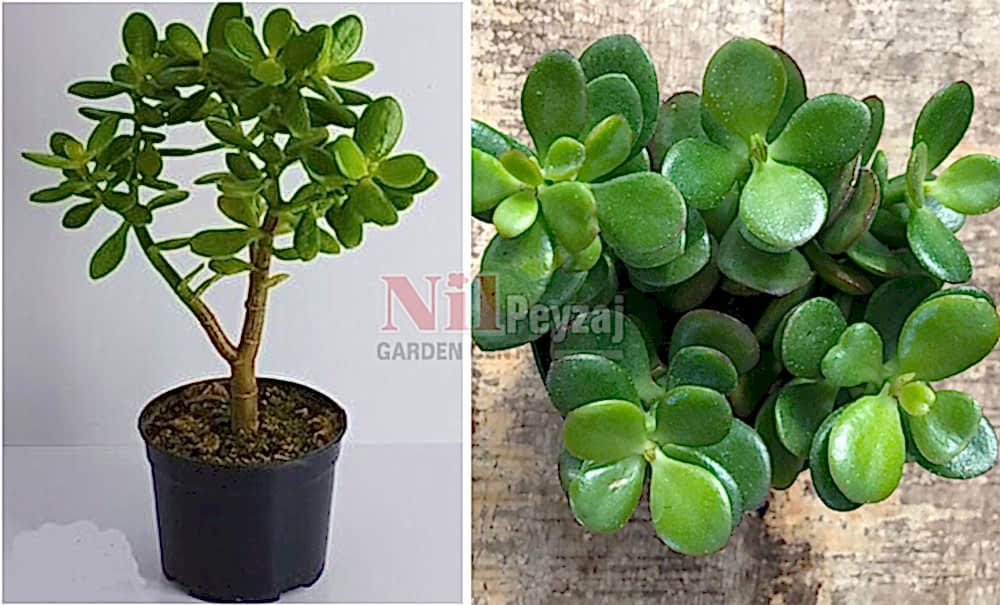 Crassula ovata/Para Bitkisi