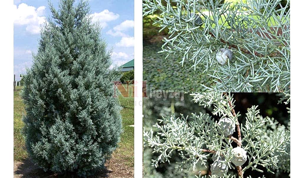 Cupressus arizonica/Mavi Servi