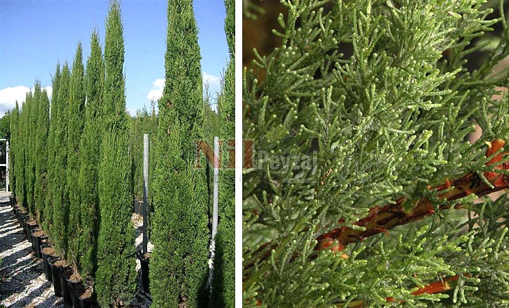 Cupressus sempervirens ‘Totem’/Totem Servi