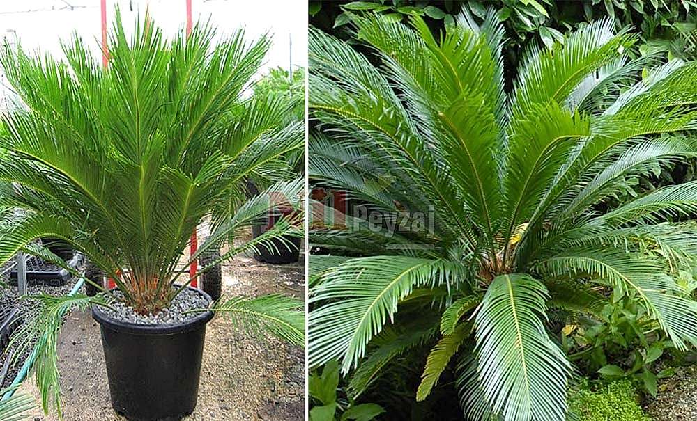 Cycas revoluta/Japon Sikas