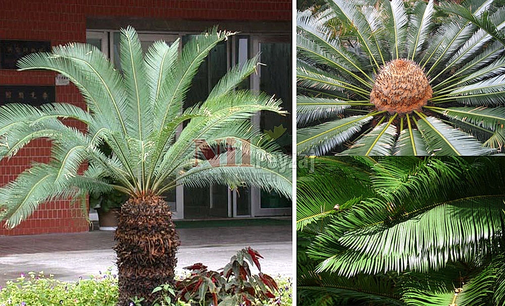 Cycas taitungensis/Sikas