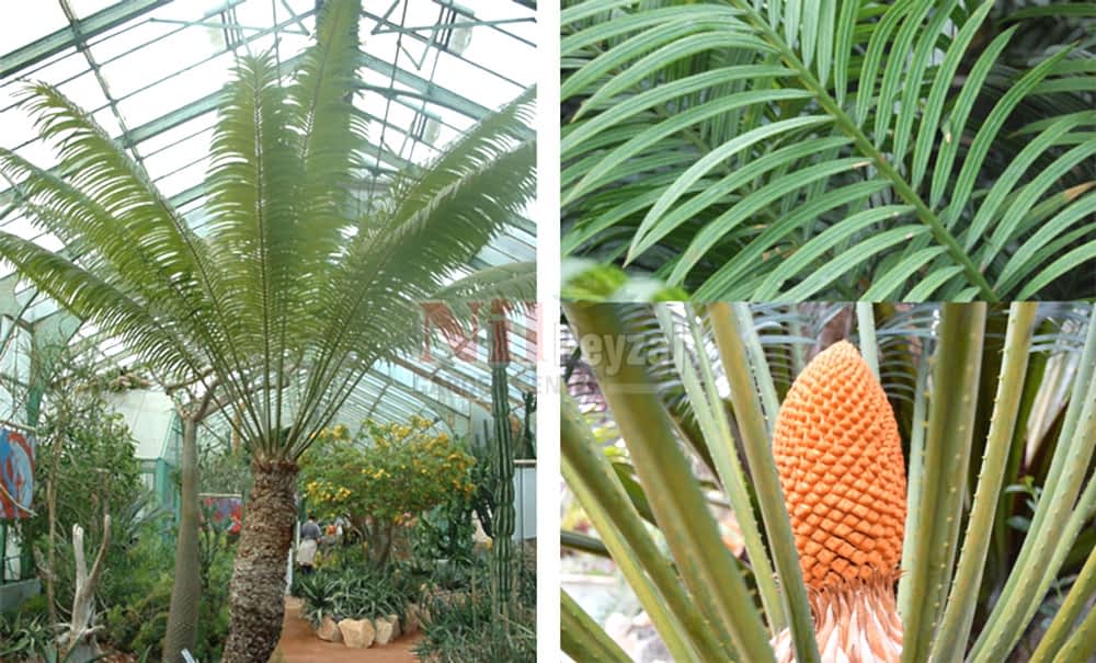 Cycas thoursaii