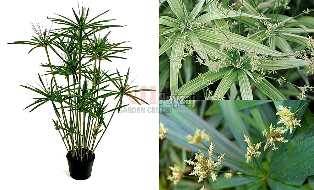 Cyperus albastriatus/Bodur Japon Şemsiyesi