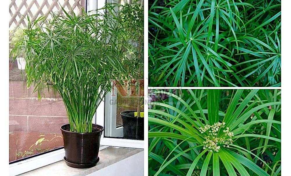 Cyperus alternifolius nana/Cüce  Japon Şemsiye