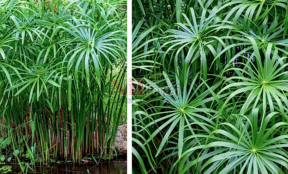 Cyperus alternifolius/Japon Şemsiyesi